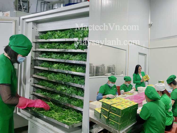 sấy lạnh rau cải cake làm bột rau cải