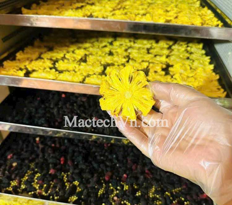 máy sấy lạnh cho hoa quả