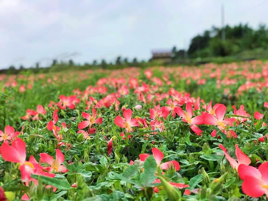 hoa sâm bố chính